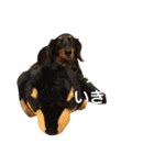 ダックスめめちゃん（個別スタンプ：7）