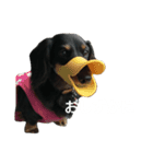 ダックスめめちゃん（個別スタンプ：9）