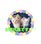 雪慶ニャーズ3（個別スタンプ：1）