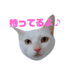 雪慶ニャーズ3（個別スタンプ：6）