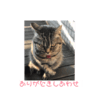 ありがとうにゃ〜（個別スタンプ：1）