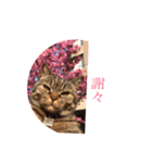 ありがとうにゃ〜（個別スタンプ：4）