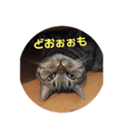 ありがとうにゃ〜（個別スタンプ：6）