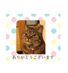 ありがとうにゃ〜（個別スタンプ：8）