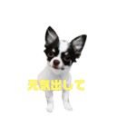 きゃわたんてんちゃん（個別スタンプ：3）