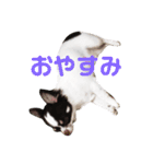 きゃわたんてんちゃん（個別スタンプ：4）