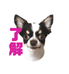 きゃわたんてんちゃん（個別スタンプ：7）