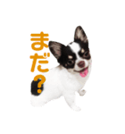 きゃわたんてんちゃん（個別スタンプ：9）
