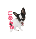 きゃわたんてんちゃん（個別スタンプ：13）