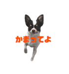 きゃわたんてんちゃん（個別スタンプ：15）