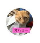 猫の行動（個別スタンプ：1）
