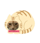 猫の行動（個別スタンプ：2）