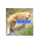 猫の行動（個別スタンプ：4）