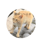 猫の行動（個別スタンプ：5）