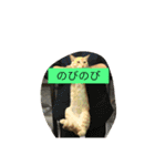 猫の行動（個別スタンプ：6）
