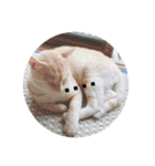 猫の行動（個別スタンプ：8）