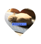 猫の行動（個別スタンプ：9）