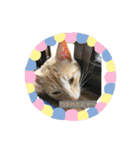 猫の行動（個別スタンプ：10）