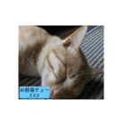 猫の行動（個別スタンプ：11）