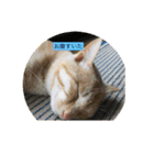 猫の行動（個別スタンプ：12）