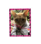 猫の行動（個別スタンプ：14）