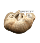 猫の行動（個別スタンプ：15）