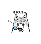 ハスキーずきのためのスタンプ（個別スタンプ：15）