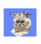 可愛い可愛い家族。チンチラのMr.ポポ（個別スタンプ：1）