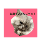 可愛い可愛い家族。チンチラのMr.ポポ（個別スタンプ：2）