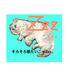 可愛い可愛い家族。チンチラのMr.ポポ（個別スタンプ：3）