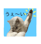 可愛い可愛い家族。チンチラのMr.ポポ（個別スタンプ：4）