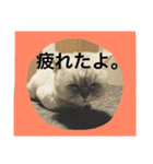 可愛い可愛い家族。チンチラのMr.ポポ（個別スタンプ：5）