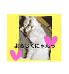 可愛い可愛い家族。チンチラのMr.ポポ（個別スタンプ：8）