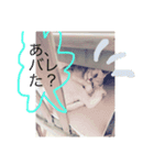 可愛い可愛い家族。チンチラのMr.ポポ（個別スタンプ：9）