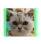 可愛い可愛い家族。チンチラのMr.ポポ（個別スタンプ：11）