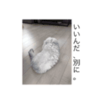 可愛い可愛い家族。チンチラのMr.ポポ（個別スタンプ：13）