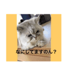可愛い可愛い家族。チンチラのMr.ポポ（個別スタンプ：15）