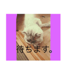 可愛い可愛い家族。チンチラのMr.ポポ（個別スタンプ：16）