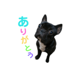 『フレンチブルドッグ』（個別スタンプ：5）