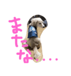 こたろう1231（個別スタンプ：3）