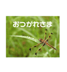 虫やのスタンプ トンボ編（個別スタンプ：1）