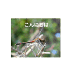 虫やのスタンプ トンボ編（個別スタンプ：6）