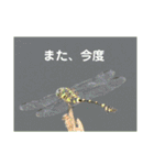 虫やのスタンプ トンボ編（個別スタンプ：19）