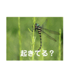 虫やのスタンプ トンボ編（個別スタンプ：24）