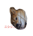 ツンデレ柴犬りんごちゃん①（個別スタンプ：1）