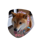 ツンデレ柴犬りんごちゃん①（個別スタンプ：2）