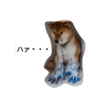 ツンデレ柴犬りんごちゃん①（個別スタンプ：3）