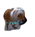 ツンデレ柴犬りんごちゃん①（個別スタンプ：4）