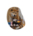 ツンデレ柴犬りんごちゃん①（個別スタンプ：5）
