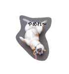 ツンデレ柴犬りんごちゃん①（個別スタンプ：8）